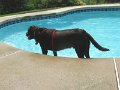 2010-07_07 - Hemi Swim at Lewis'